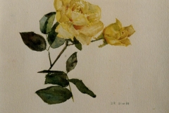 Le rose  acquerello  (collezione privata)  (1997)